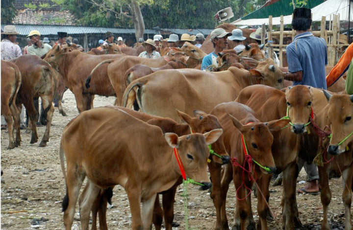 Distanak Pekanbaru Stok 120 Sapi/Hari