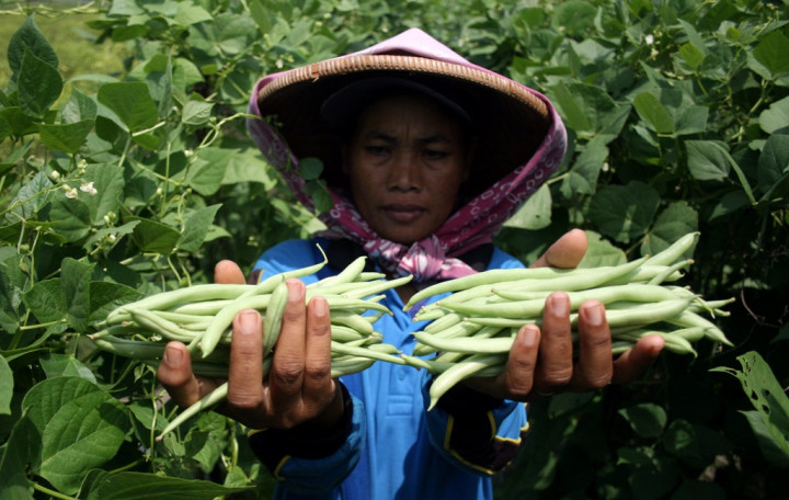 Harga Kacang Buncis di Ambon Naik Jadi Rp30.000/Kg