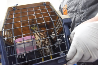 Penjual Burung Elang Lewat <i>Facebook</i> Diringkus