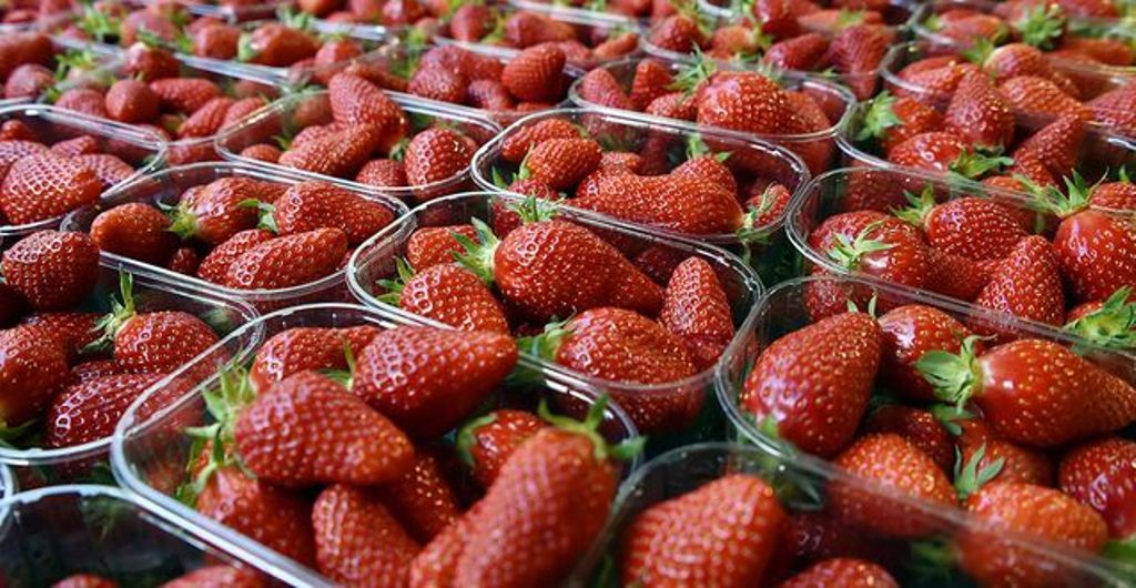 Buah stoberi membantu mencukupi kebutuhan vitamin C harian. (Arabian Bussiness)