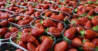 Buah-buahan dan Minuman Ini Mencegah Gangguan Pencernaan Selama Ramadan