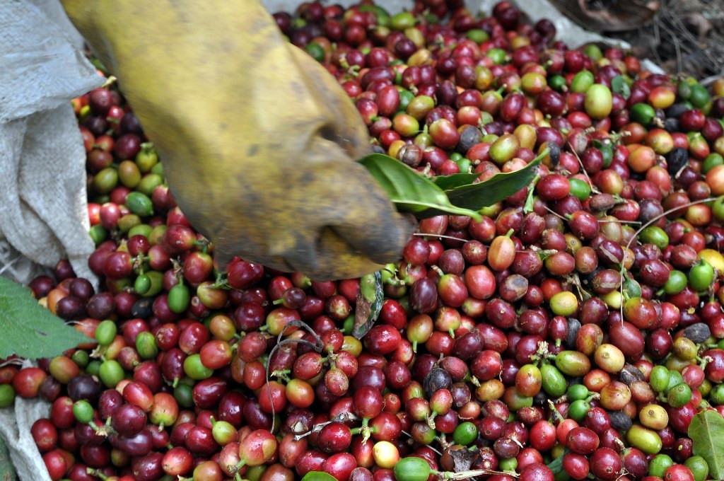 Kopi (ANT,Anis Efizudin)