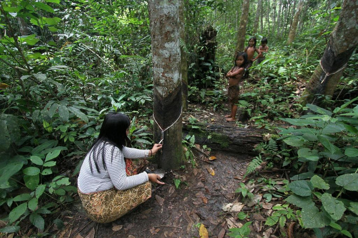 Harga Karet di Riau Anjlok