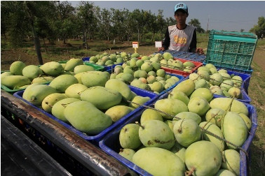 Tol Cipali Dibuka, Pedagang Mangga Rugi