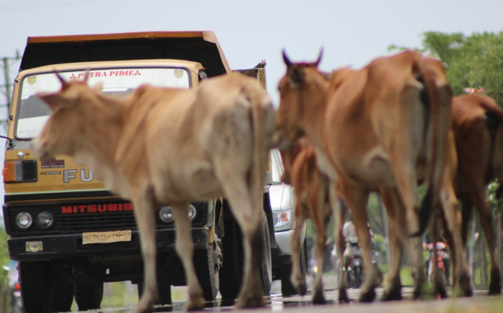 Di Jalur Mudik Ini Sapi Sering <i>Nyeberang</i> Tiba-Tiba