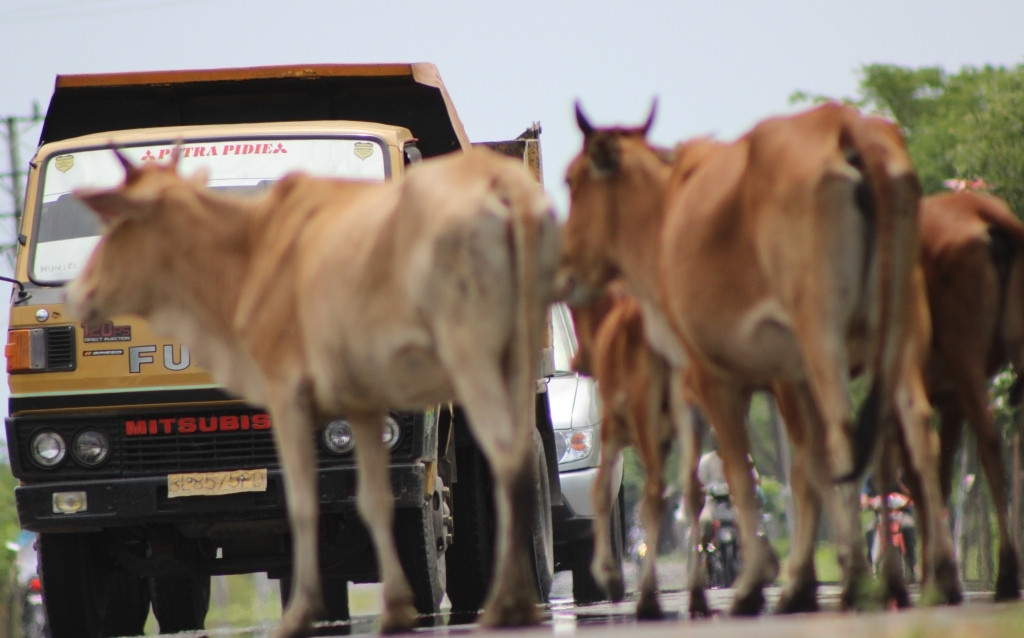 Ilustrasi--MI/Amiruddin Abdullah