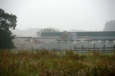 Flu Burung Kembali Muncul di Inggris 