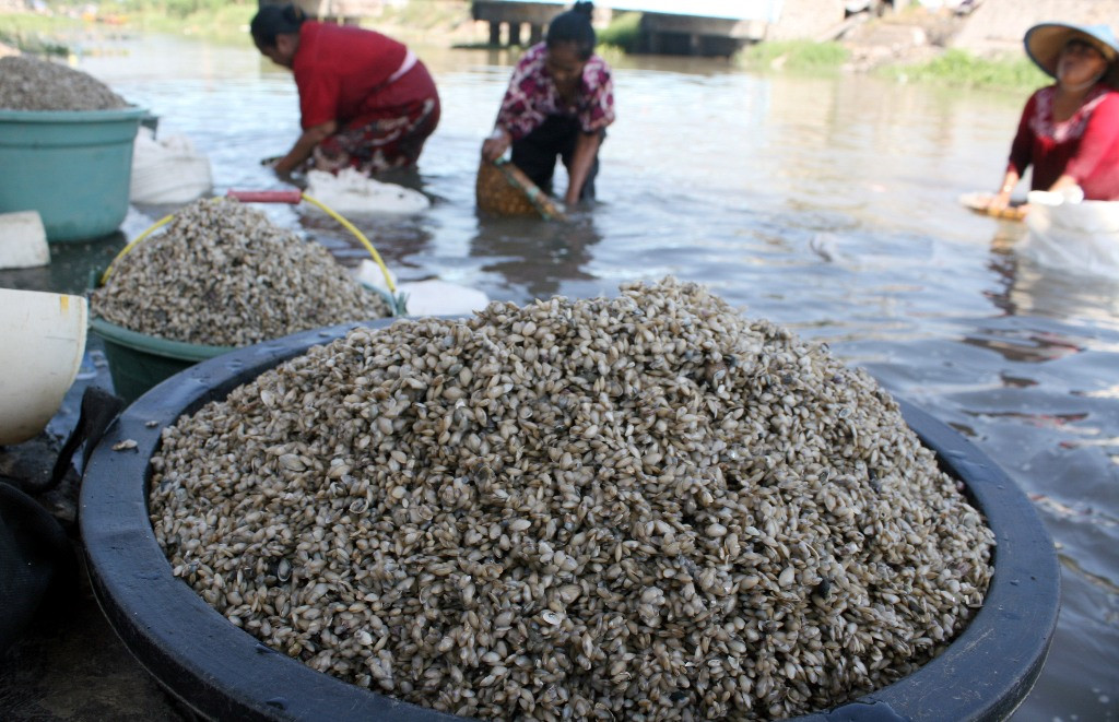 tangkapan kerang  ANT,Umarul Faruq