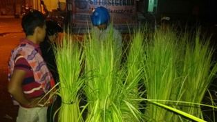 Pedagang Janur Raup Omset hingga Jutaan Rupiah