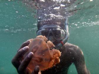 Dinkes Imbau Wisatawan Pantai Bantul Waspadai 'Serangan' Ubur-Ubur
