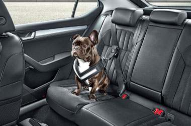 Skoda Luncurkan <i>Seatbelt</i> dan Aksesoris untuk Anjing  