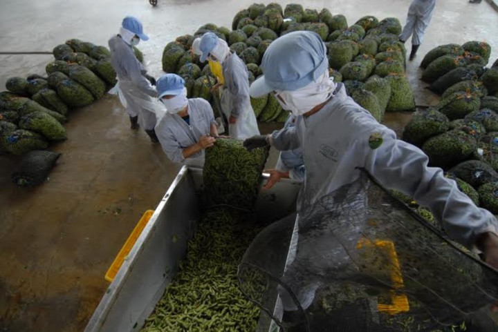 Anak Usaha PTPN X Ekspor Kedelai Edamame ke Eropa