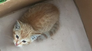 Aktivis Pembela Hak-hak Hewan Tewas saat Selamatkan Puluhan Kucing