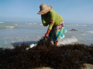 Kemarau, Petani Rumput Laut Merugi