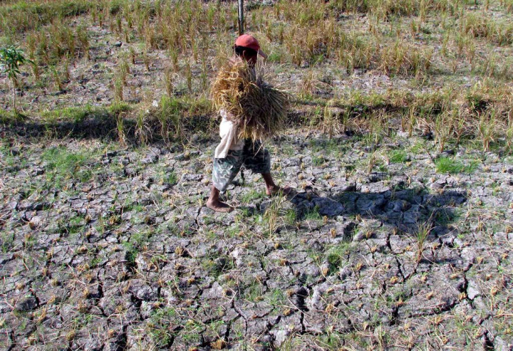 El Nino Menyerang, Pemerintah Siapkan Rp3,5 Triliun