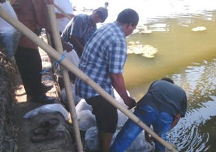 Ribuan Benih Ikan Nila Ditabur Di Sungai Pemali
