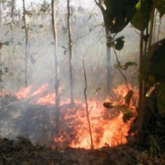 33 Hektare Lahan Tebu di Rembang Terbakar Hebat