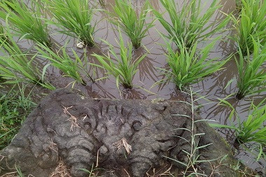 Buried Temple Suspected Lies Beneath Rice Paddy in Sleman