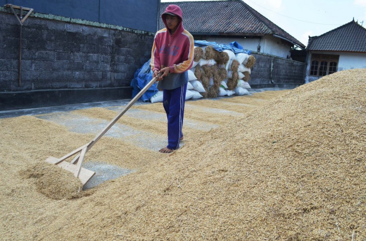 Harga Gabah di Bali Naik 2,90%