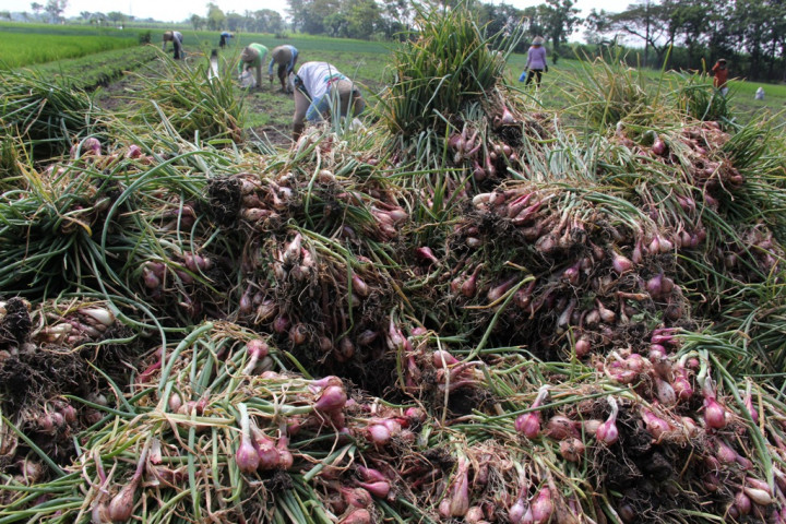 Produksi Bawang Merah di Maluku Alami Peningkatan