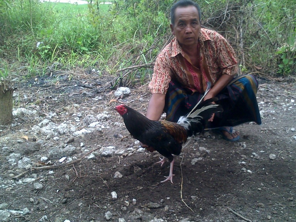 Ayam filipina yang gagal dicuri. Foto: Metrotvnews.com/Agus Josiandi