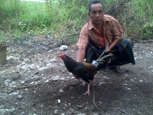 Keranjingan Curi Ayam Mahal, Maling Babak Belur