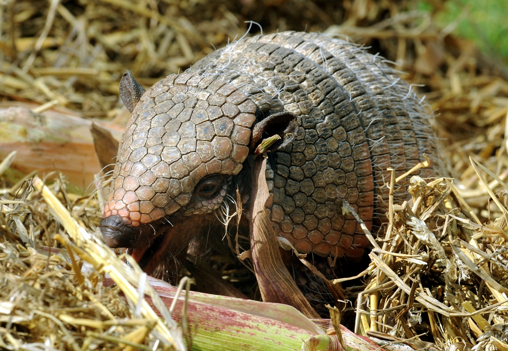 Armadilo. FOTO; AFP