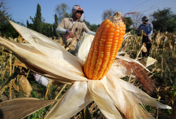Tidak Hanya Padi, Jagung pun Kena Dampak El Nino