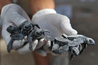 40 Siswa SD Dipercaya Lepas Tukik ke Laut