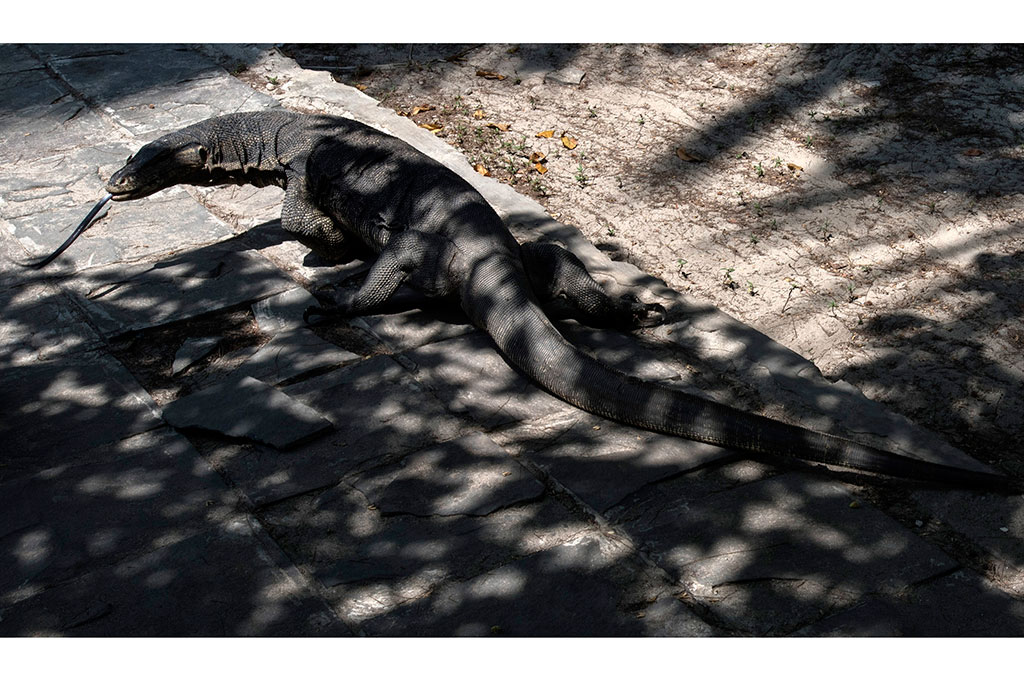 Potensi Wisata Pulau Biawak