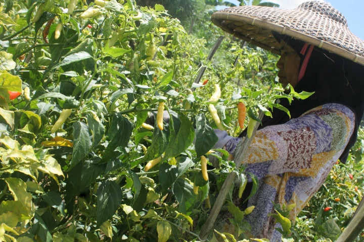 Produksi Cabai Rawit Sulut Naik 0,29%