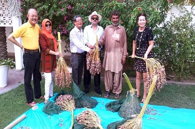 Staf KBRI Doha Panen Kurma di Pekarangan Wisma Duta
