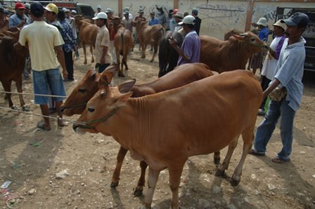 Mencermati Kebijakan Impor Sapi