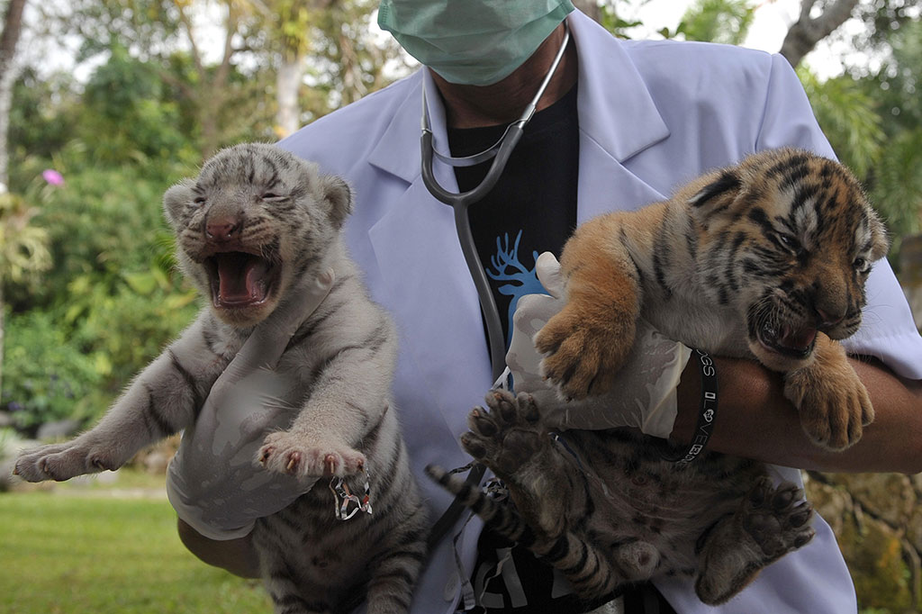 Bali Zoo Berhasil Kembangbiakkan Harimau Benggala