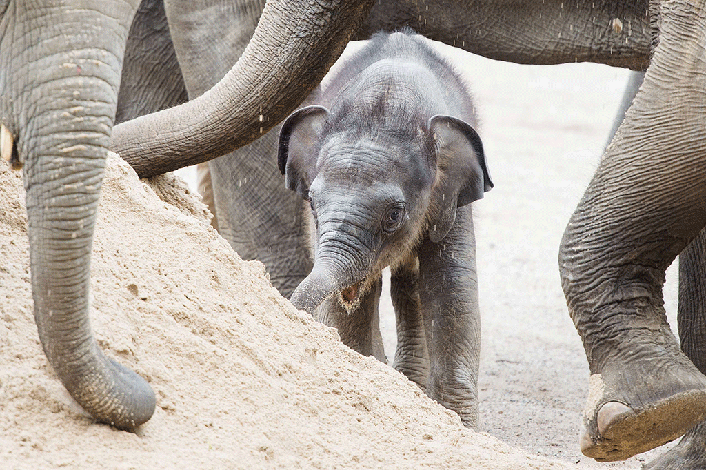 Lucunya Bayi Gajah di Berlin