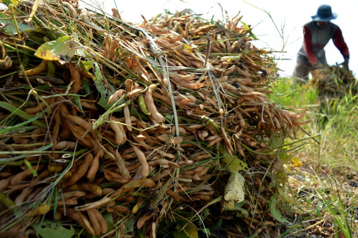 79 Hektare Tanaman Kedelai di Manado Terancam Gagal Panen