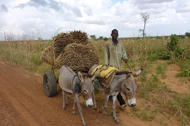 Belasan Negara Afrika Alami Krisis Makanan