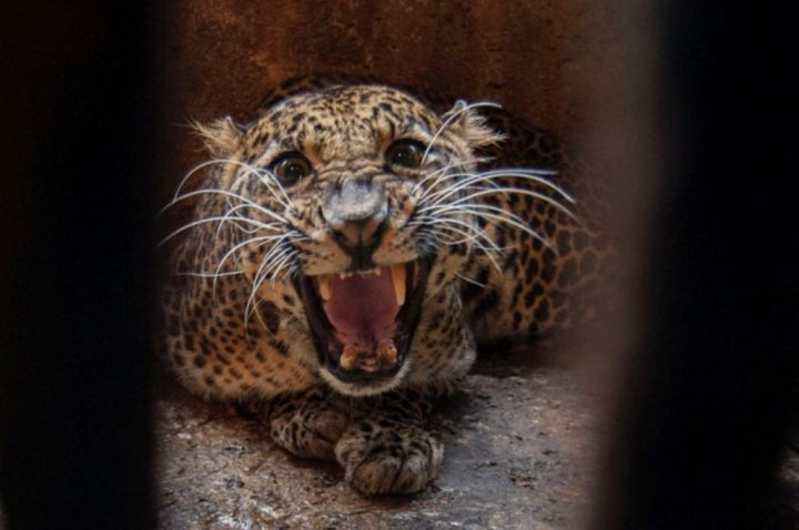 Meresahkan, Warga Ciamis Tangkap Macan Kumbang Betina