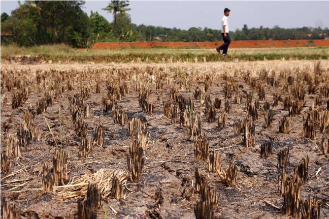 Mentan: Tidak Akan Ada Kekeringan Hingga 2016