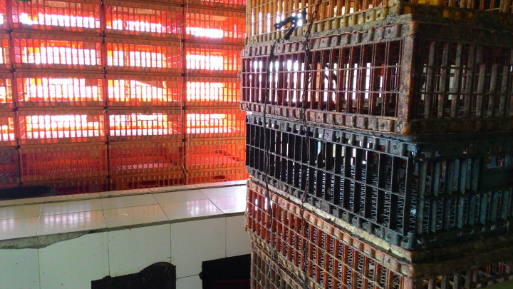 Mogok Jualan, Pedagang Daging Ayam Balas Dendam 