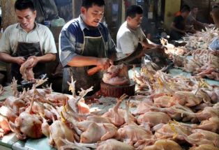 Pedagang Ayam: Ada Mafia yang Ingin Kendalikan Harga