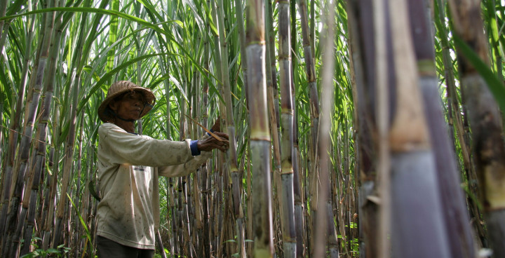 Produk Tebu di Bojonegoro Bisa Panen 600 Kuintal/Ha