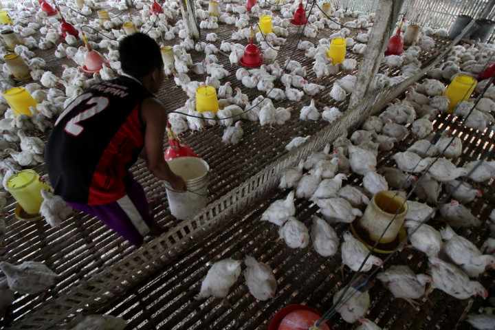 Mentan: Pedagang Mogok karena tak Memelihara Ayam