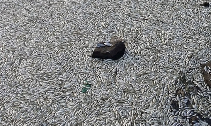 Usai Ledakan Tianjin, Ribuan Ikan Ditemukan Mati 