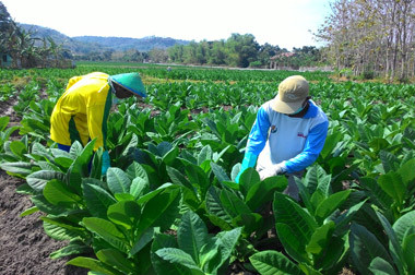 Musim Kemarau, Petani di Rembang Beralih Tanam Tembakau
