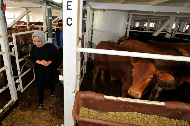 Jaga Pasokan Daging, RI Maksimalkan Kerja Sama Australia