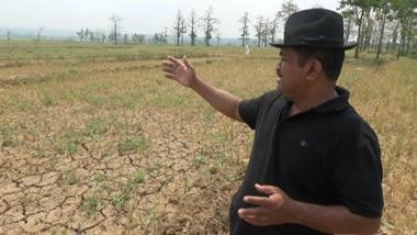 150 Hektare Sawah di Tegal Kekeringan