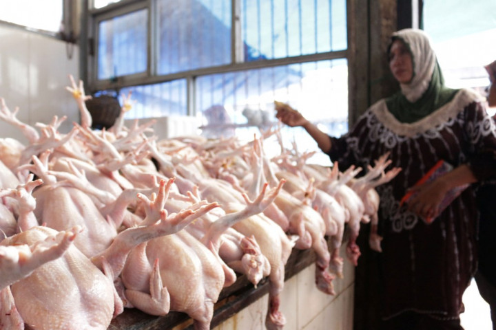 Harga Ayam di Gorontalo Naik 10-20% 