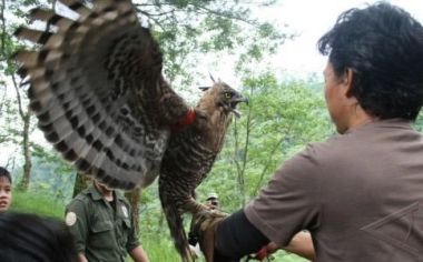 Kebakaran Lereng Merapi, Habitat Elang Jawa Aman