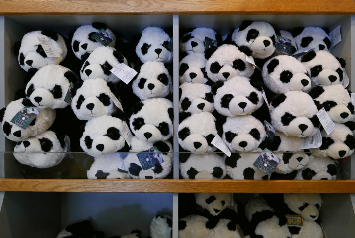 Kurang Perhatian Induk, Panda Kecil Mati Setelah Baru Lahir